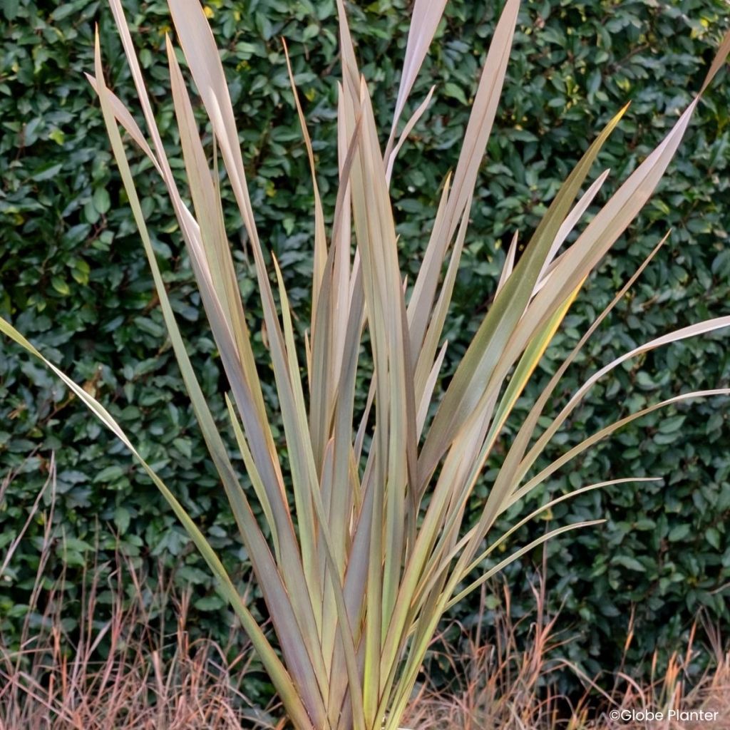 Phormium Pink Blush - Lino de Nueva Zelanda