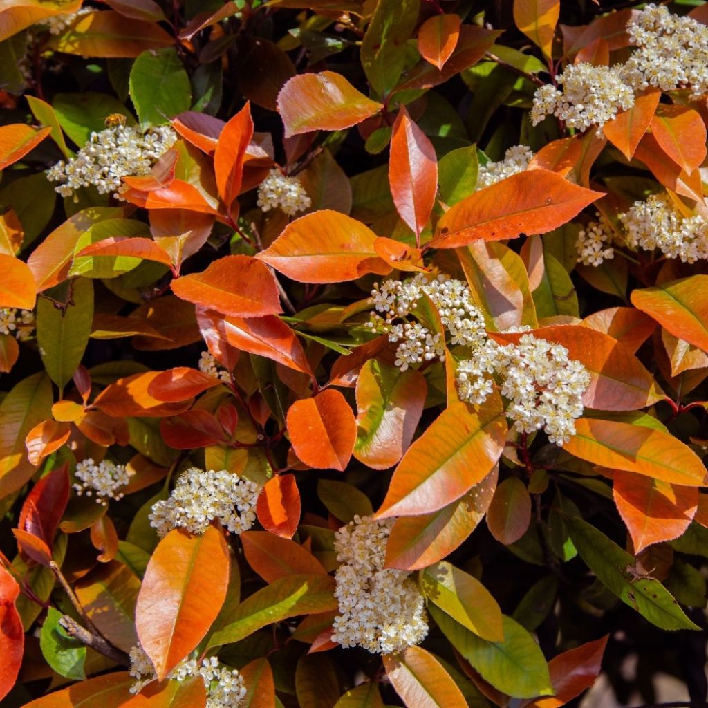 Photinia fraseri Little Red Robin - Fotinia