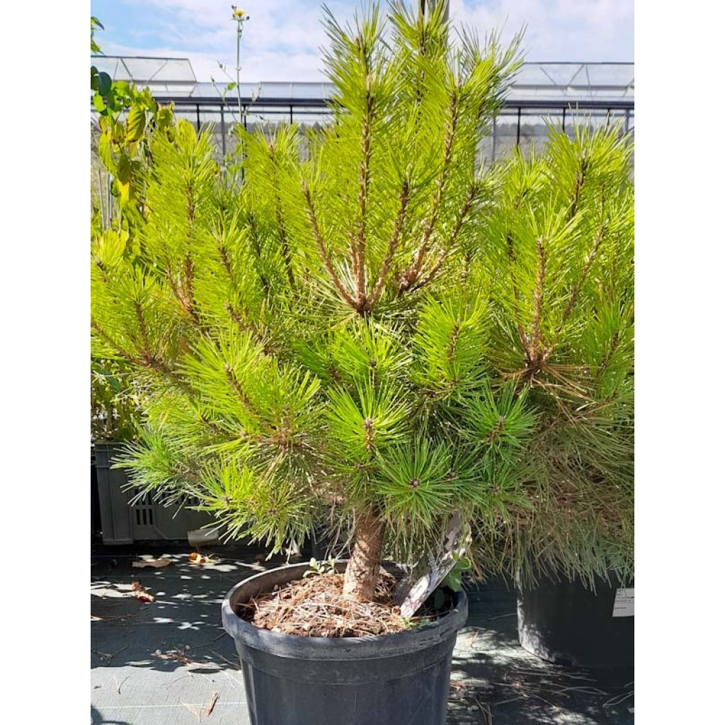 Pinus nigra Brégeon - Pinus nigra