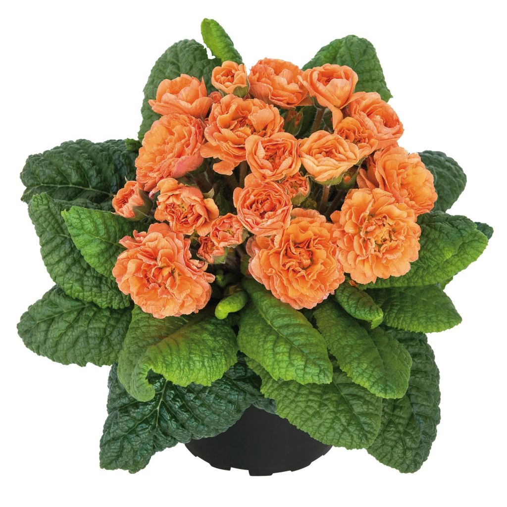 Primula vulgaris Belarina Sweet Apricot