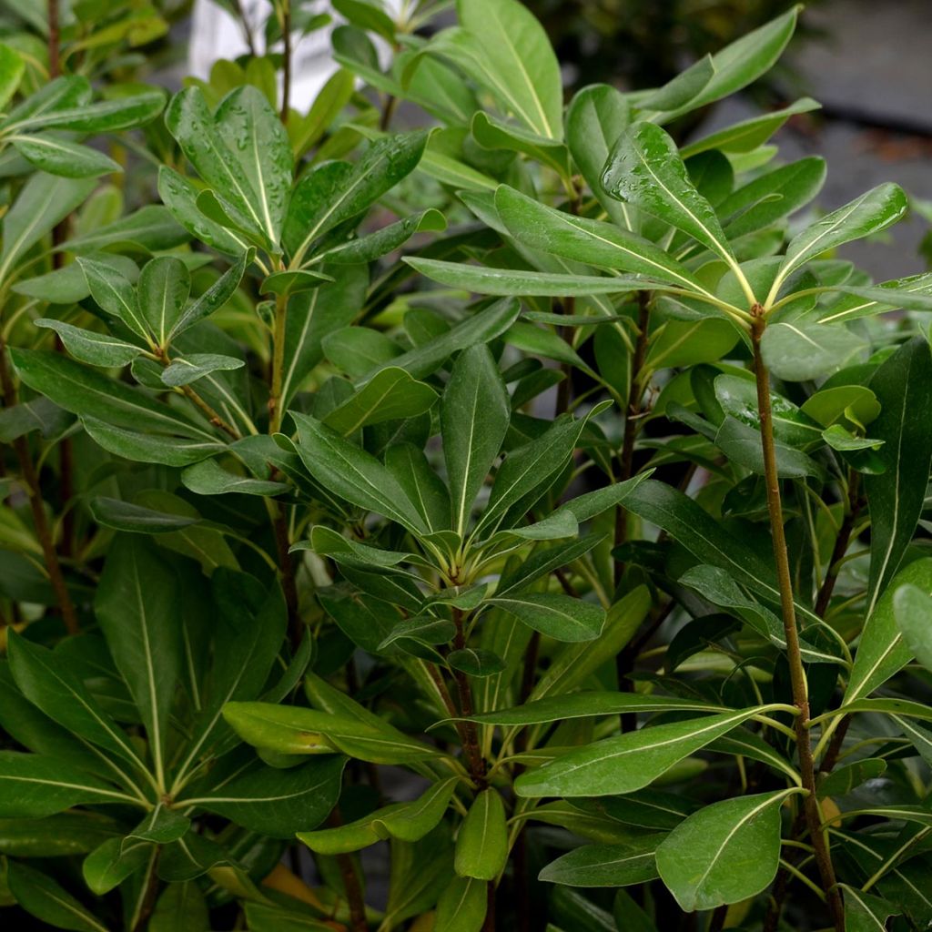 Pittosporum tobira - Azahar