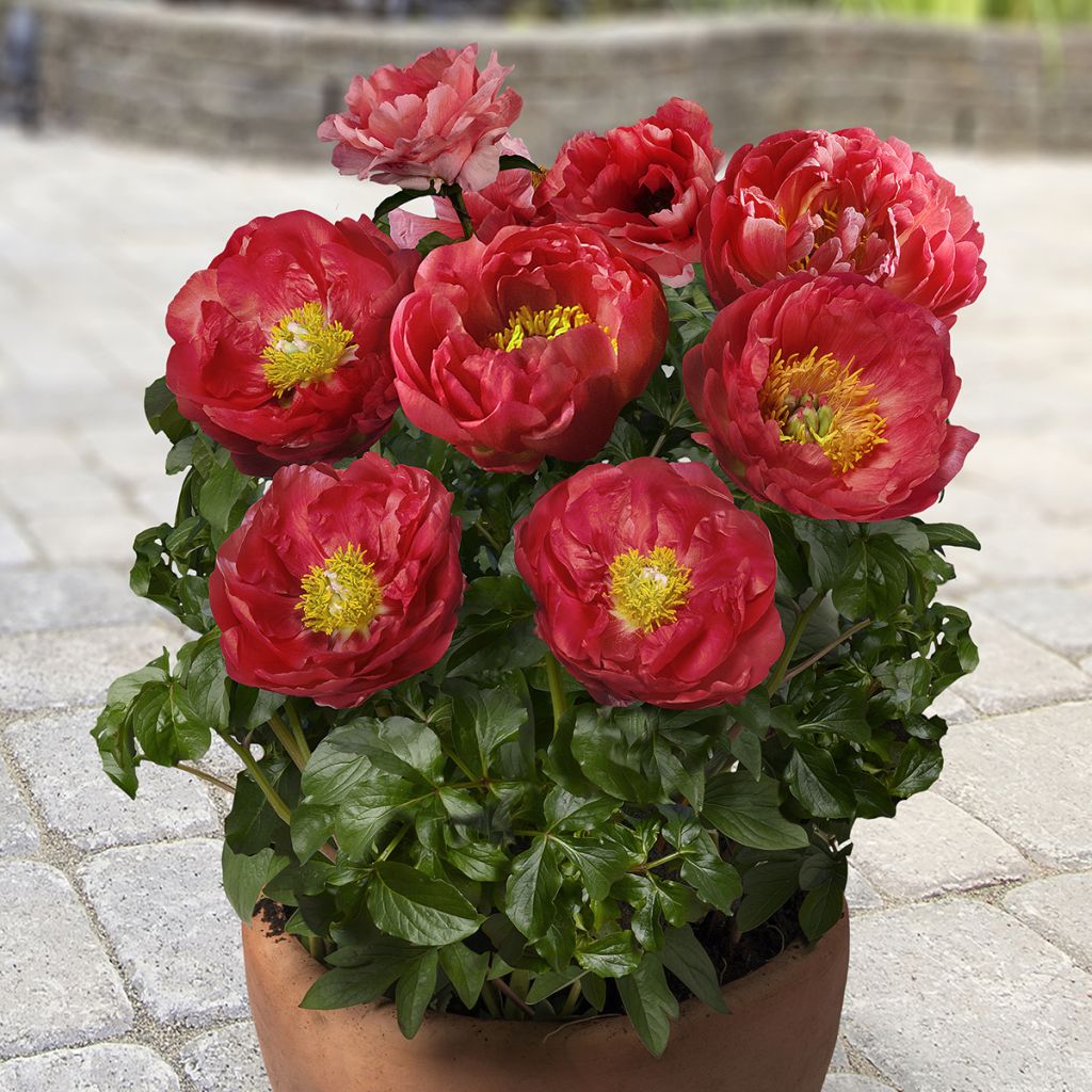 Paeonia x lactiflora Patio Peony Moscow - Peonía enana