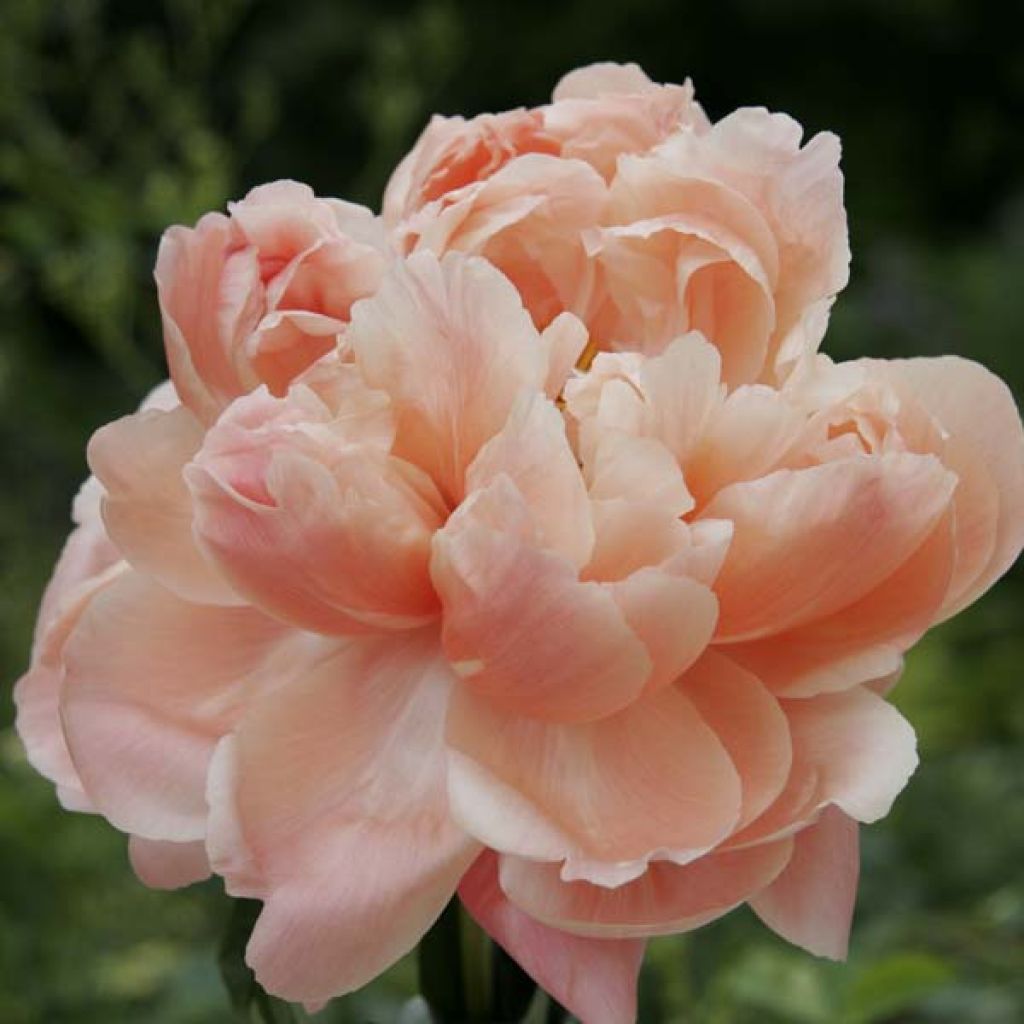 Peonia lactiflora Coral Sunset