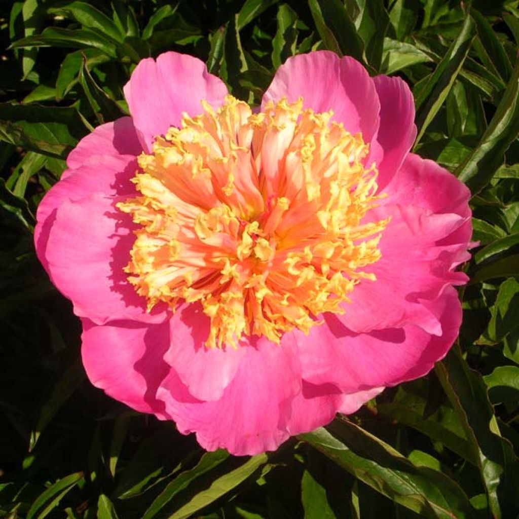Peonia lactiflora Doreen