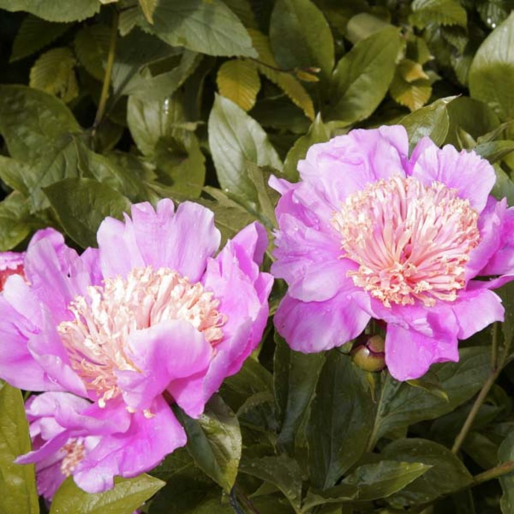 Peonia lactiflora Doreen