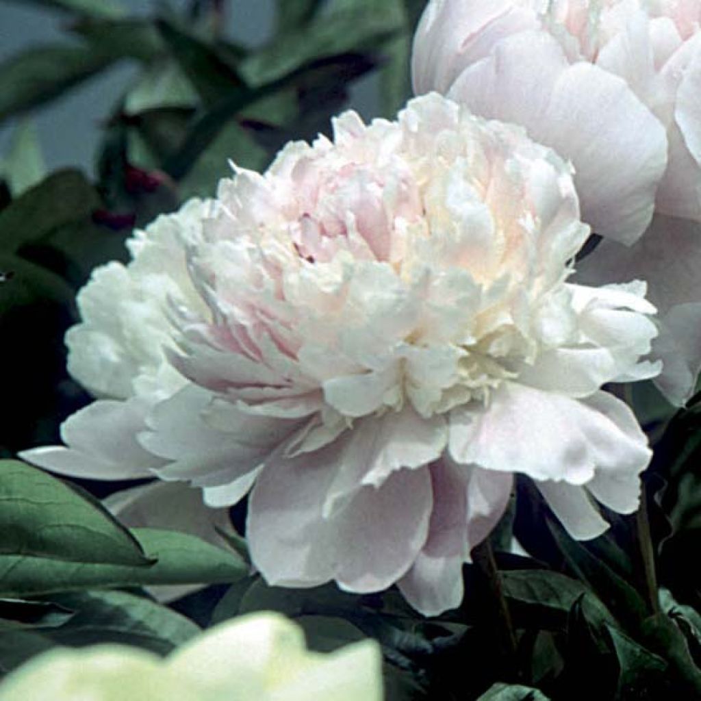 Peonia lactiflora Fleur de Pêcher