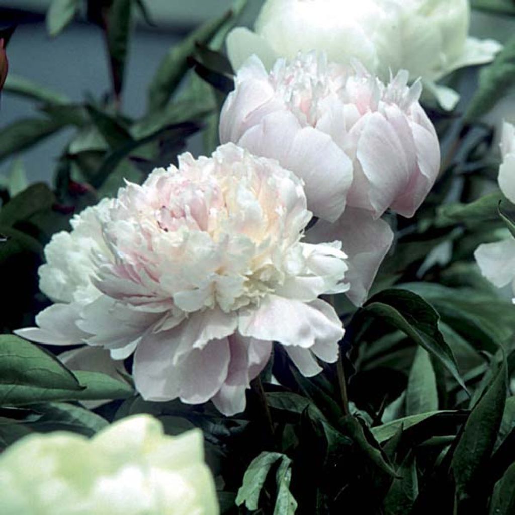 Peonia lactiflora Fleur de Pêcher