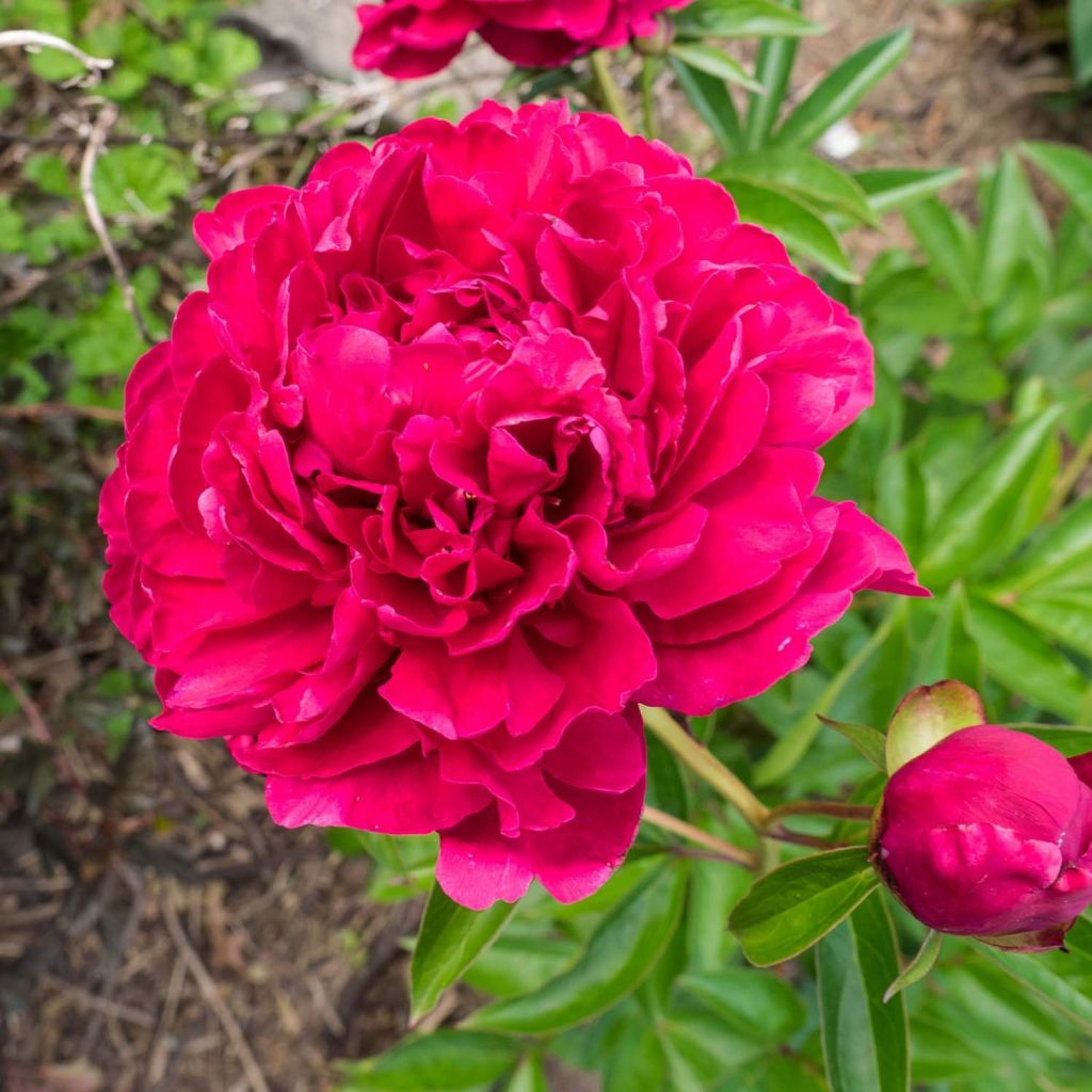 Peonia lactiflora Peonia
