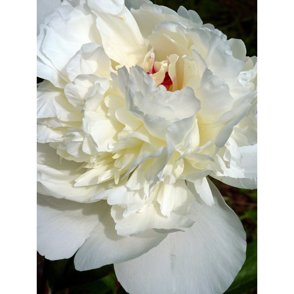Peonia lactiflora Marie lemoine