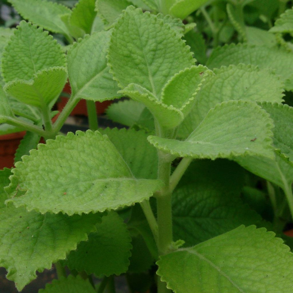 Planta del dinero - Plectranthus fragrantissimum