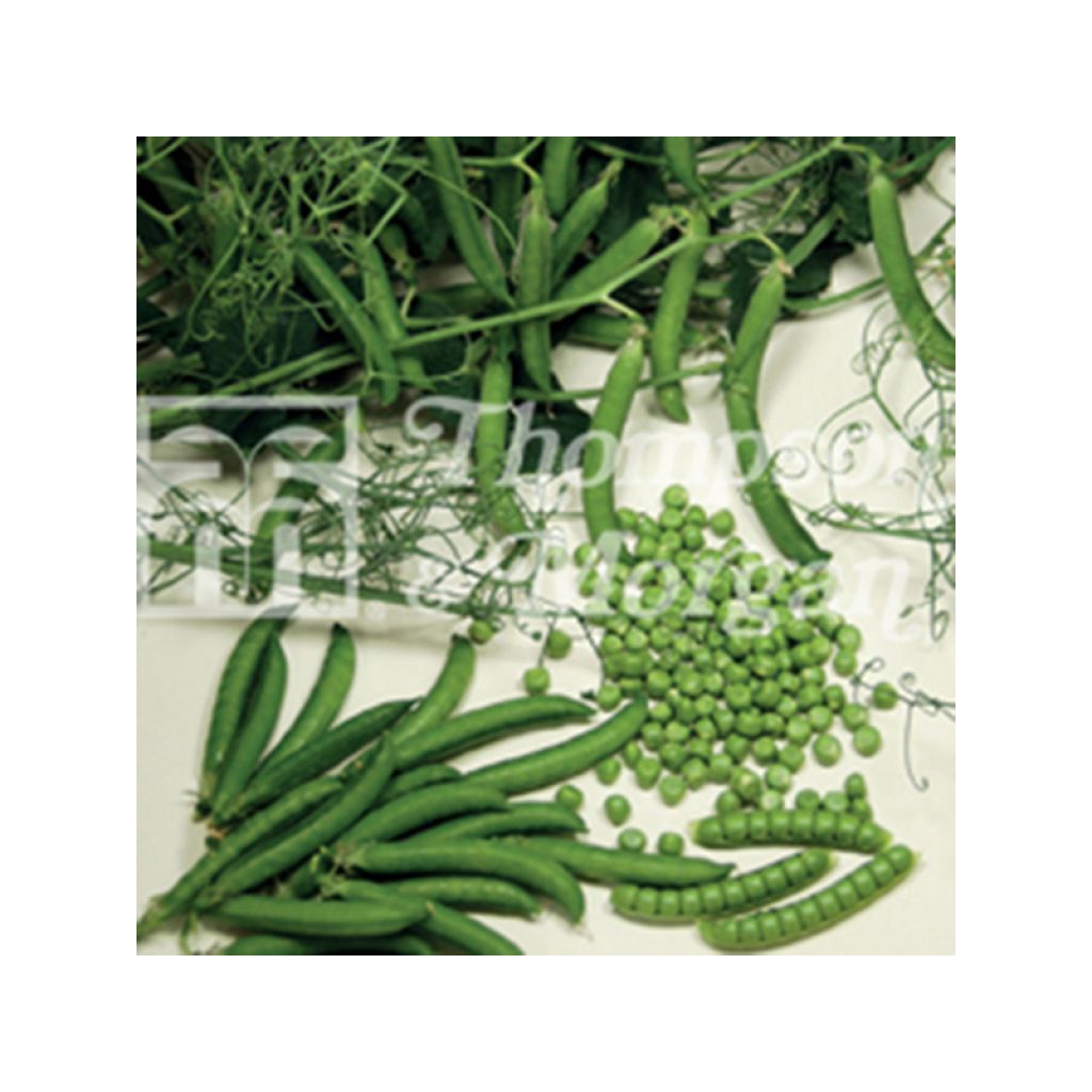 Guisantes verdes Ceresa