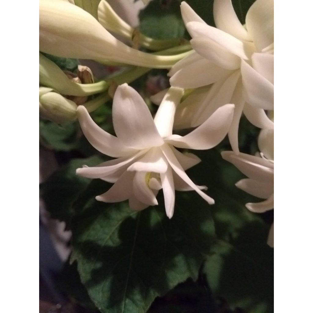Polyanthes tuberosa The Pearl - Nardo