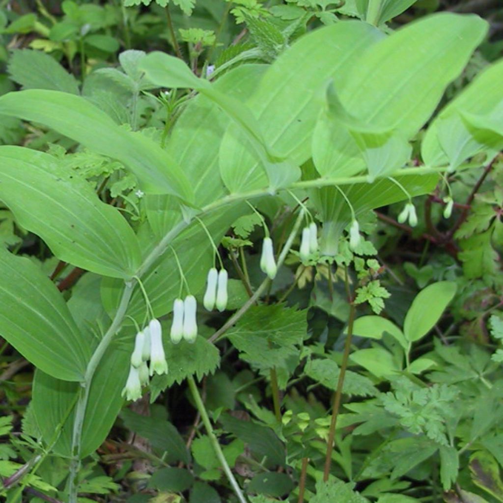 Polygonatum multiflorum - Sello de Salomón