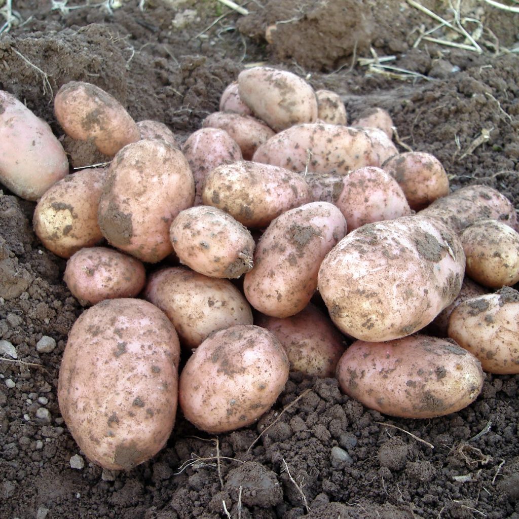 Pomme de terre Stemster (Prospere)