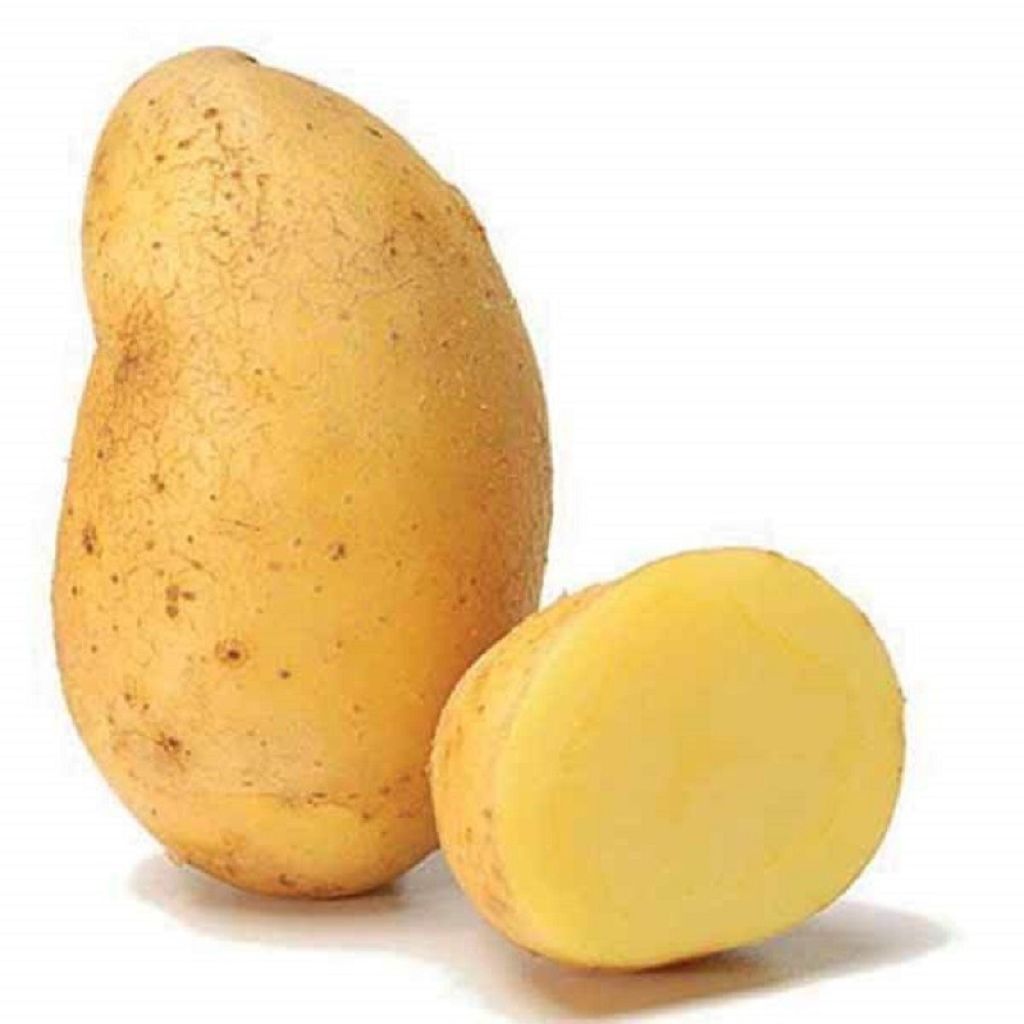 Pomme de terre Artemis