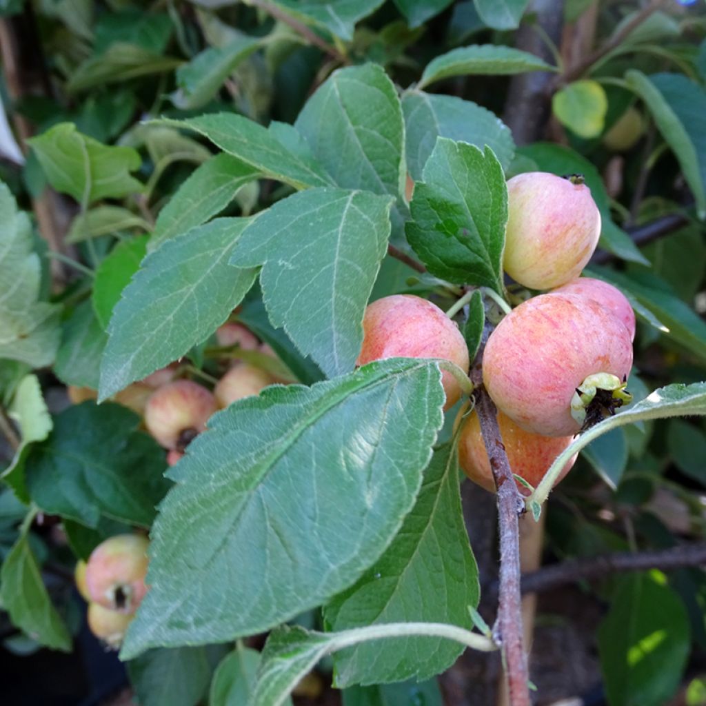 Manzano de flor Evereste