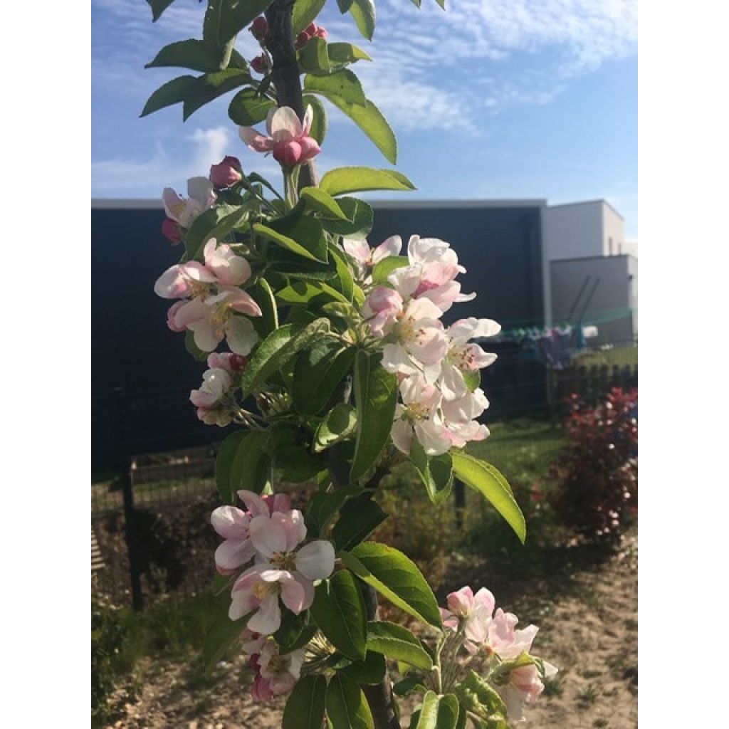 Manzano de flor Golden Hornet