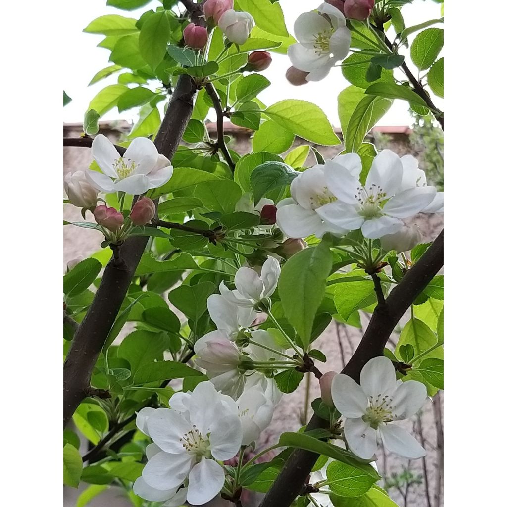 Manzano de flor Evereste