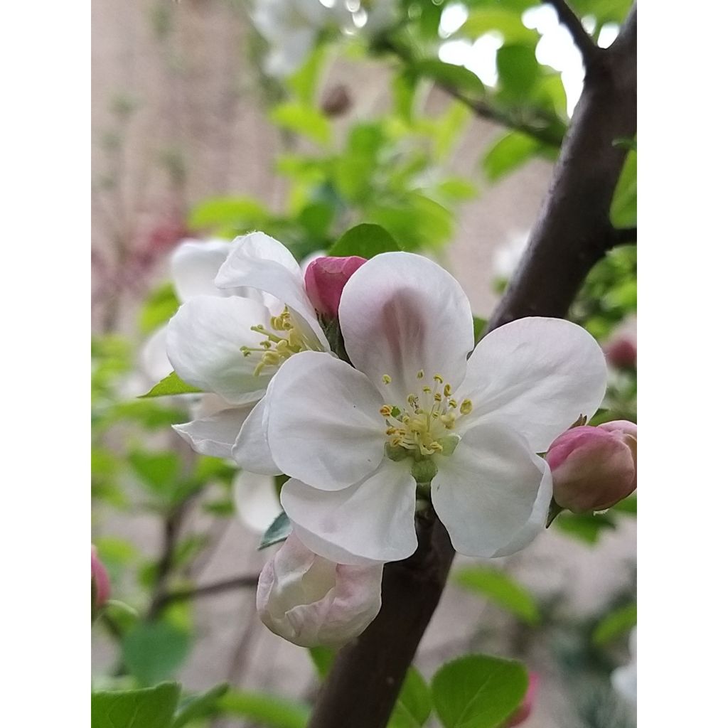 Manzano de flor Evereste