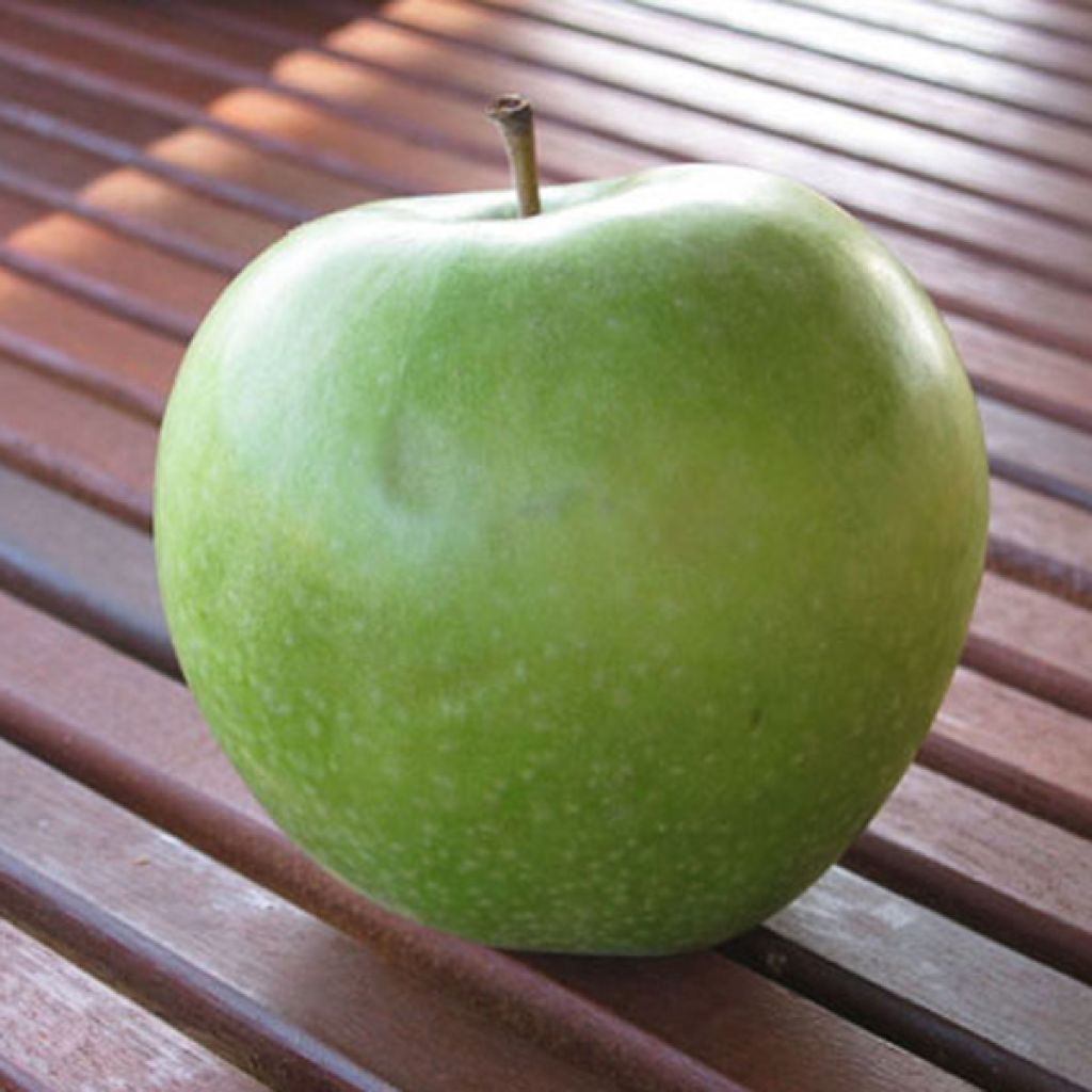 Manzano Granny Smith