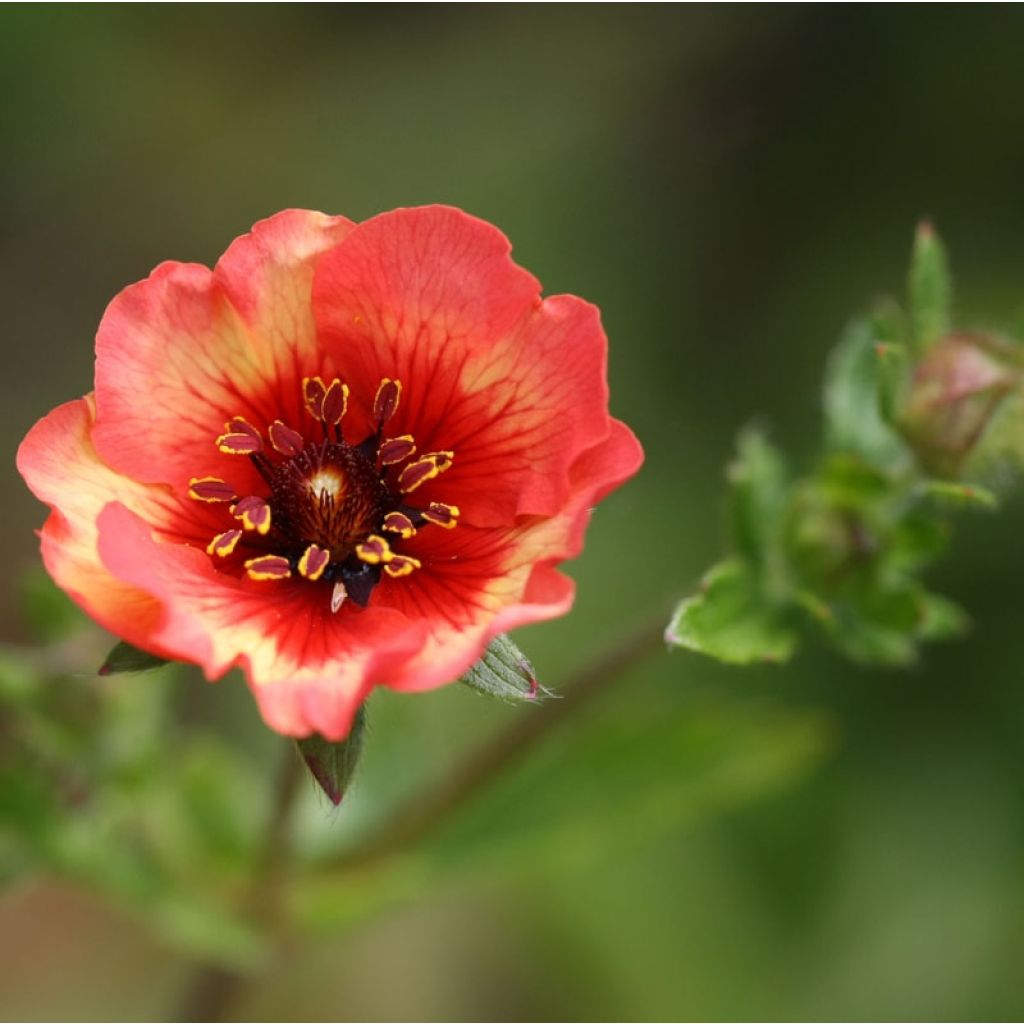 Potentilla nepalensis Miss Willmot