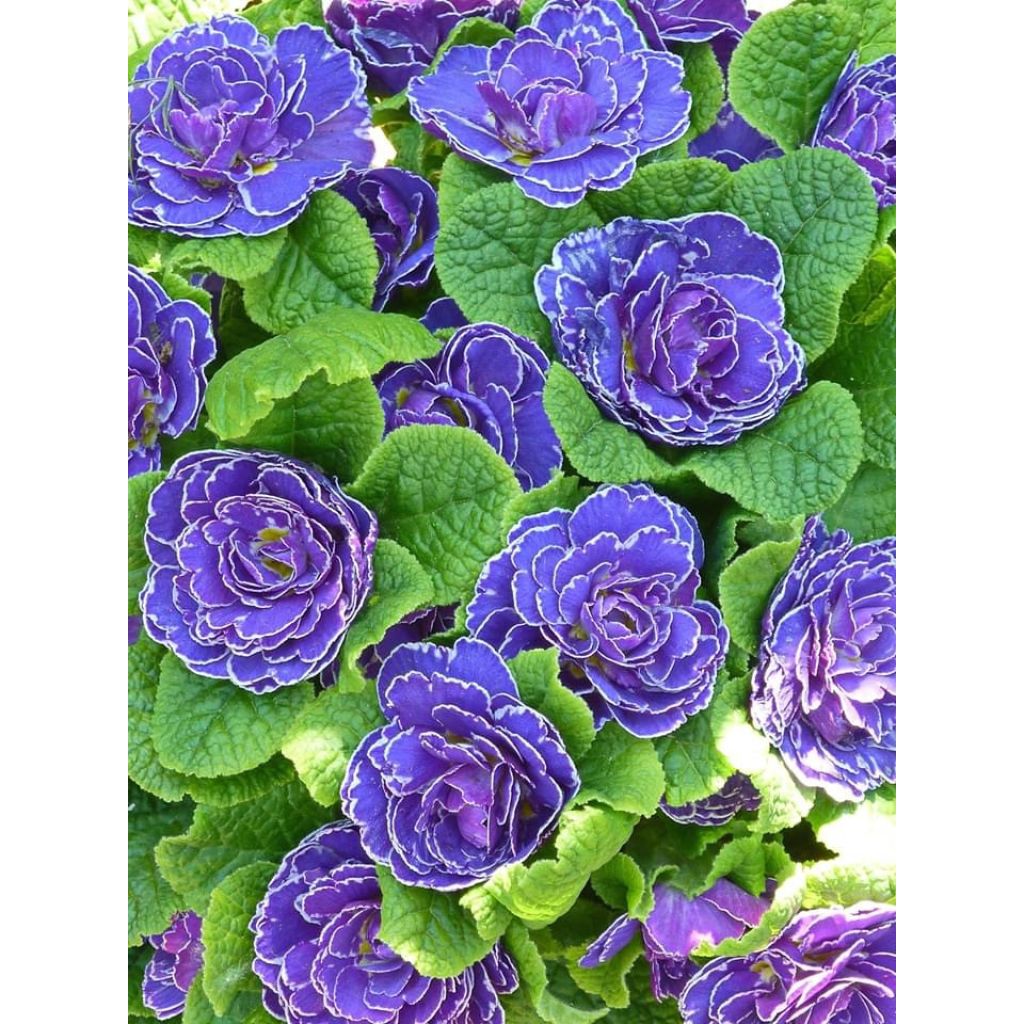 Primula vulgaris Belarina Amethyst Ice