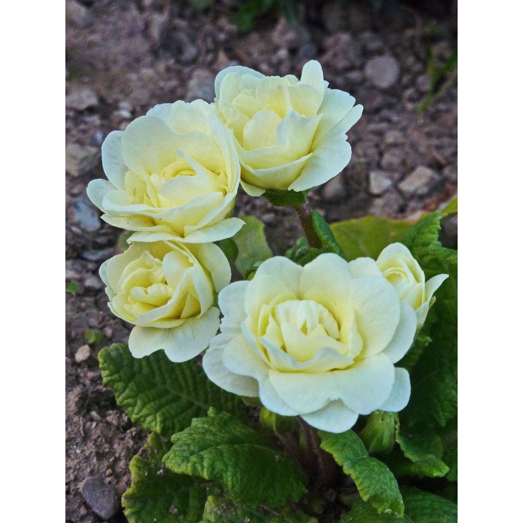 Primula vulgaris Belarina Cream