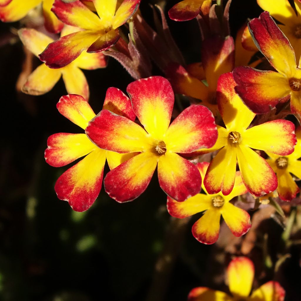 Primula polyanthus Oak Leaf Yellow Picotee