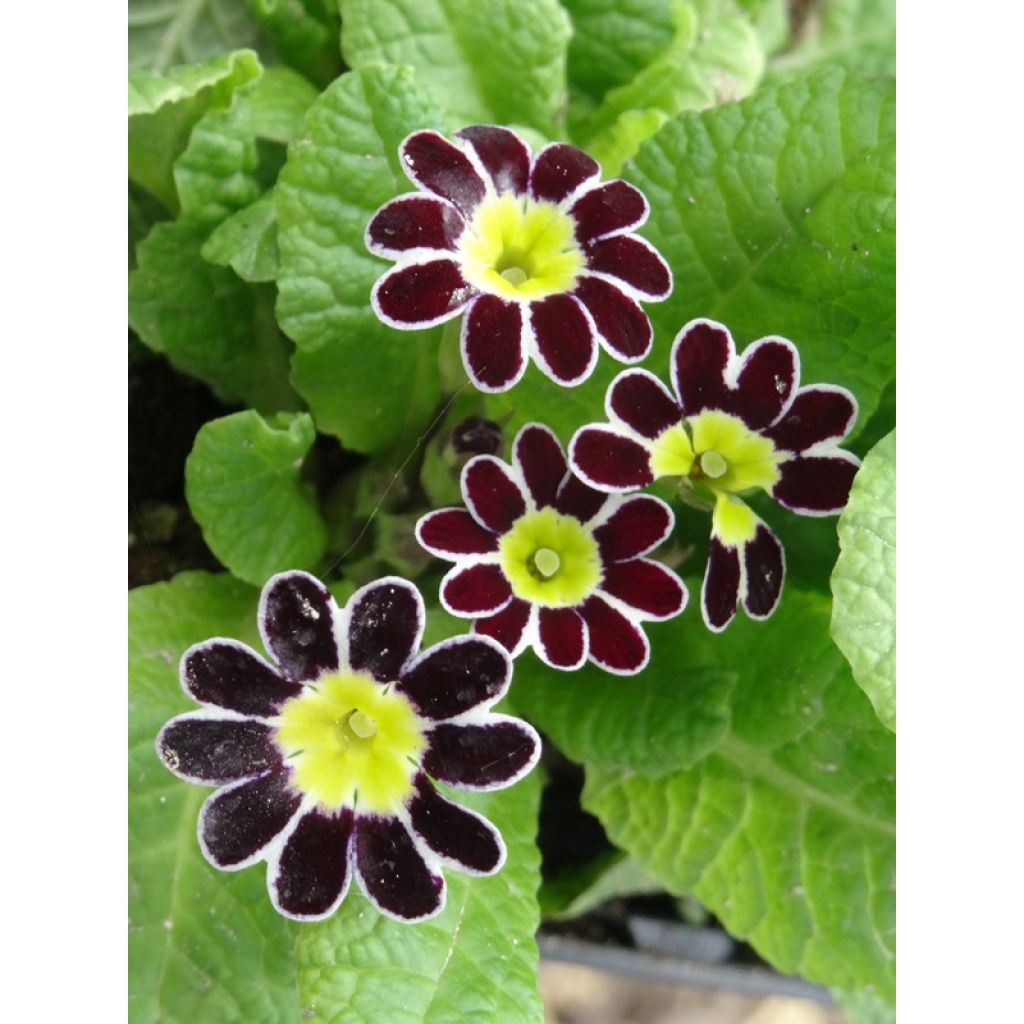 Primula eliator Victoriana Silver Lace Black