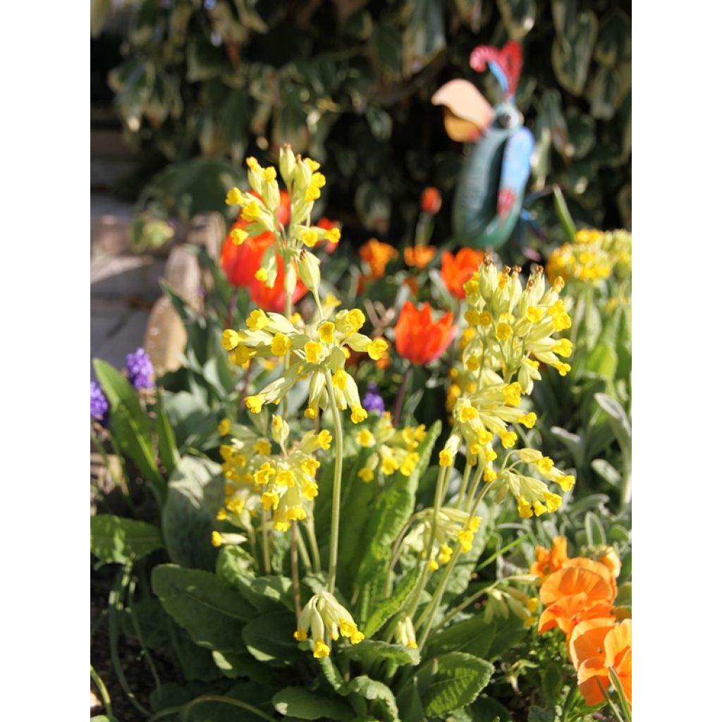 Primula veris