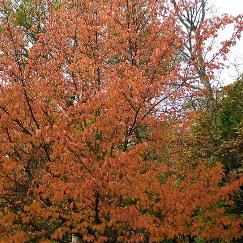 Cerezo de flor Umineko