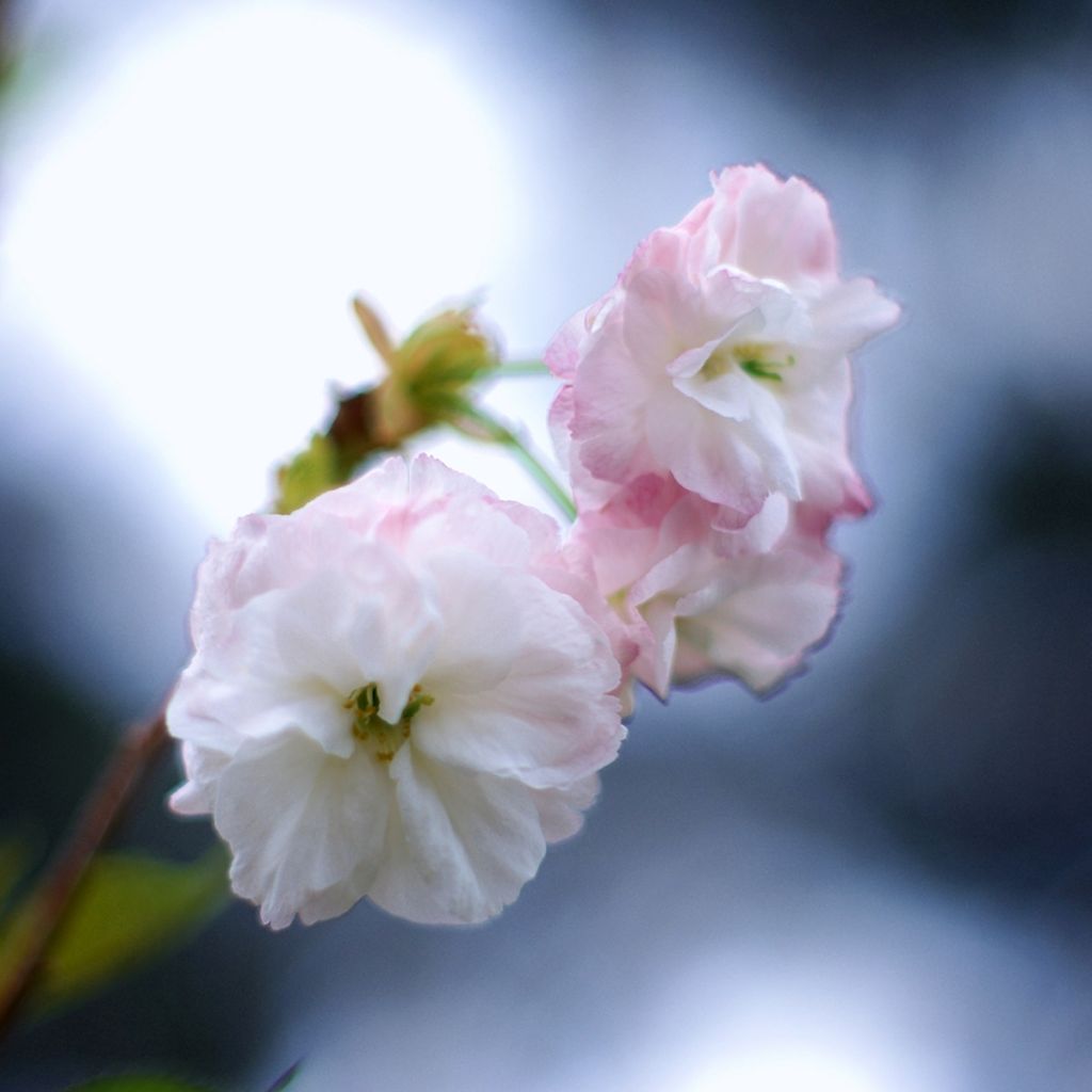 Cerezo japonés Shirofugen - Prunus serrulata