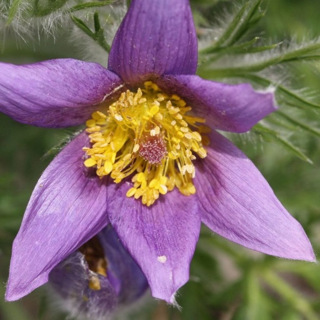 Pulsatilla vulgaris Violet - Pulsatilla común