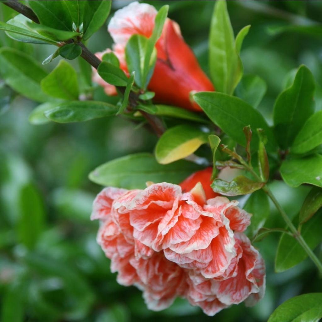 Punica granatum California Sunset - Granado