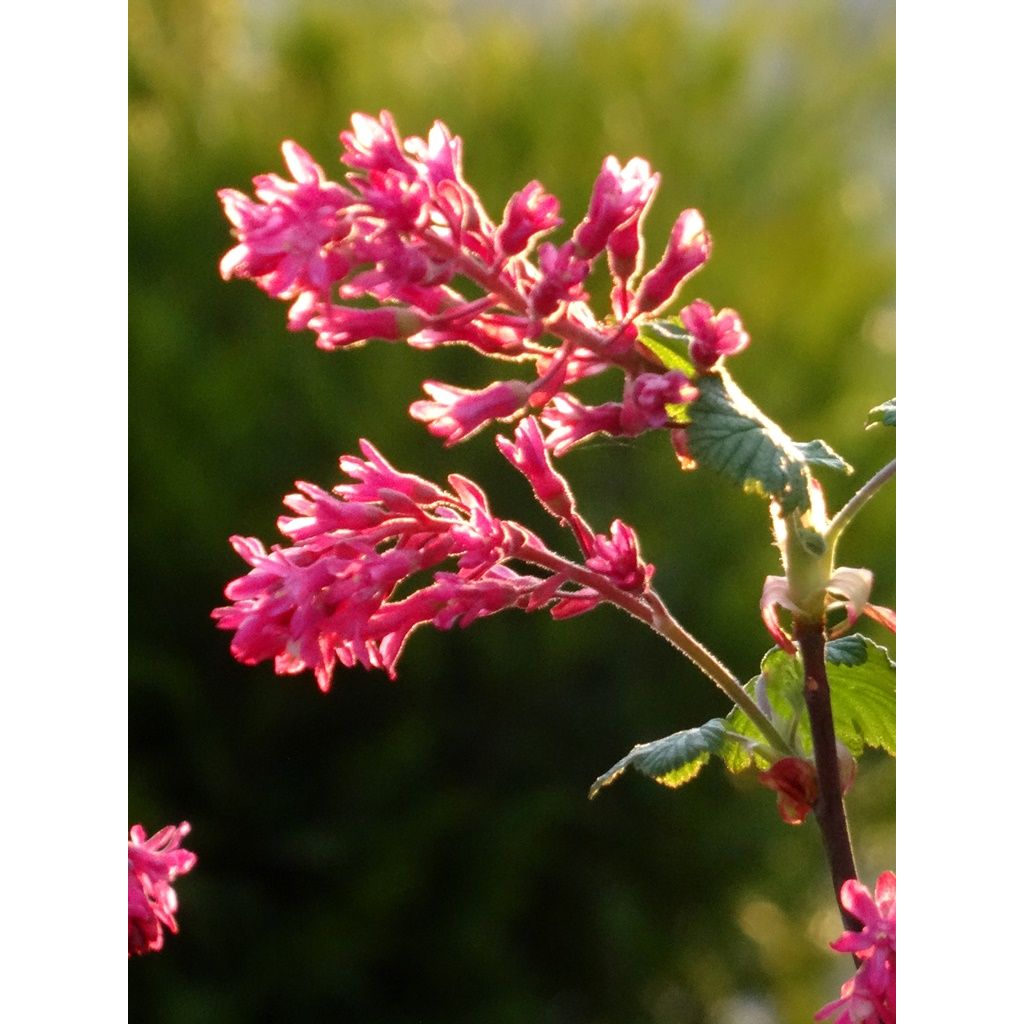 Ribes sanguineum - Grosellero de invierno
