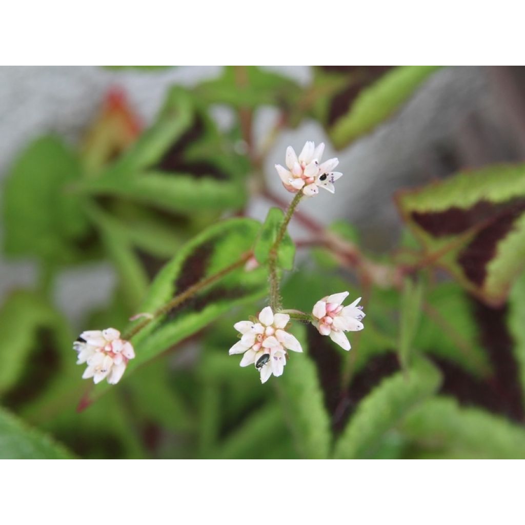 Persicaria runcinata Purple Fantasy