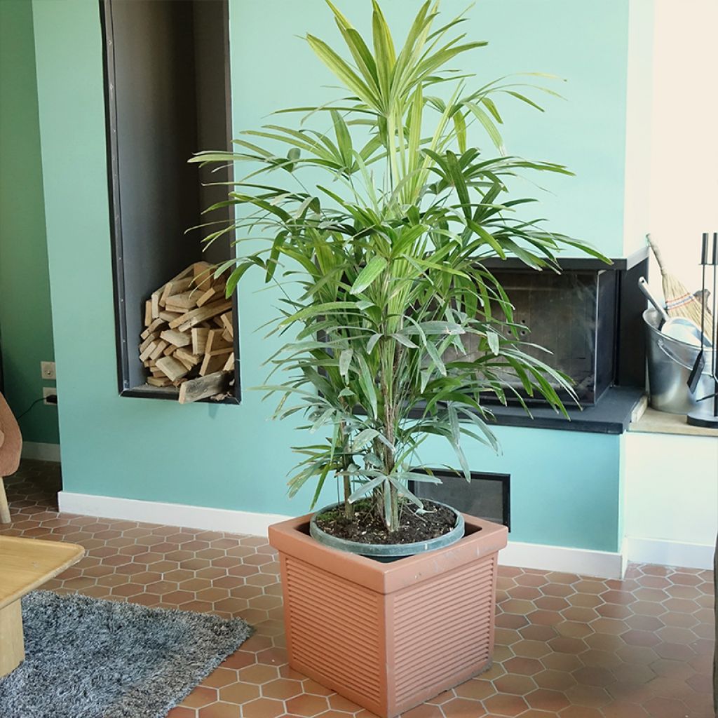 Rhapis excelsa - Rapis
