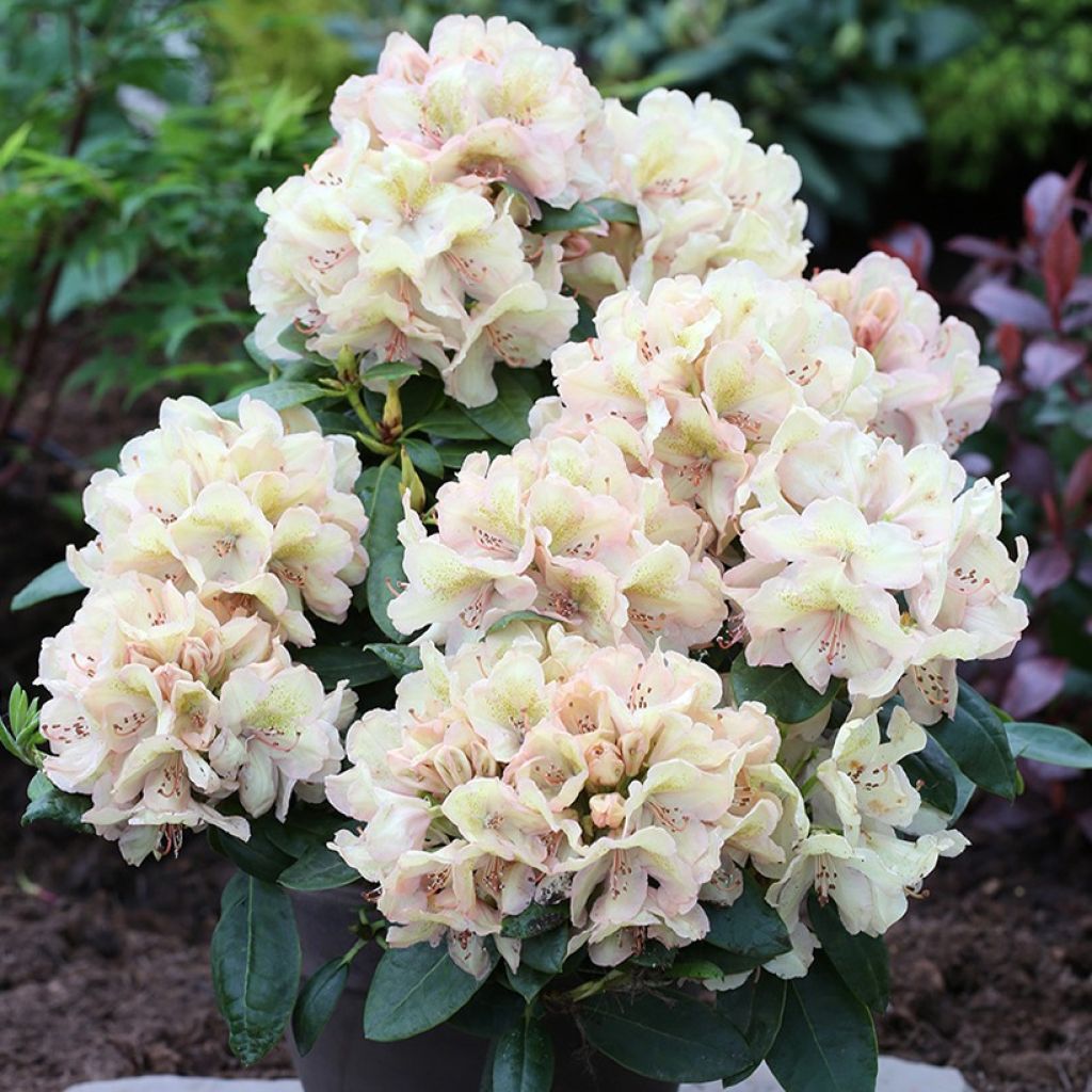 Rododendro híbrido Easydendron INKARHO Belkanto