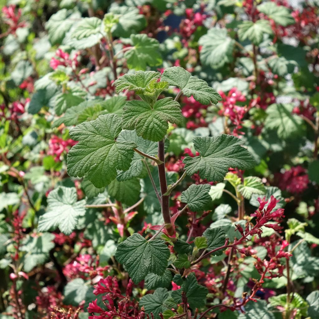 Ribes sanguineum Johannie PinkPomp - Grosellero de invierno