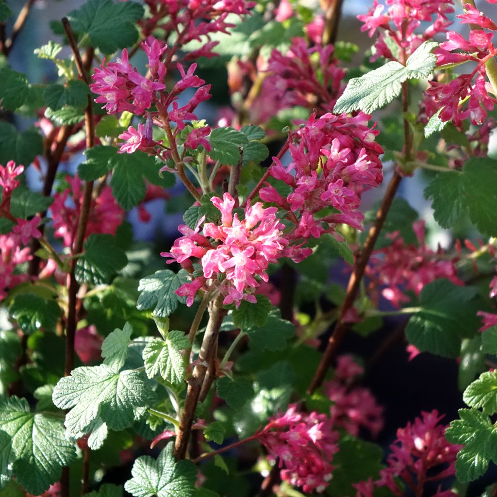Ribes sanguineum Johannie PinkPomp - Grosellero de invierno