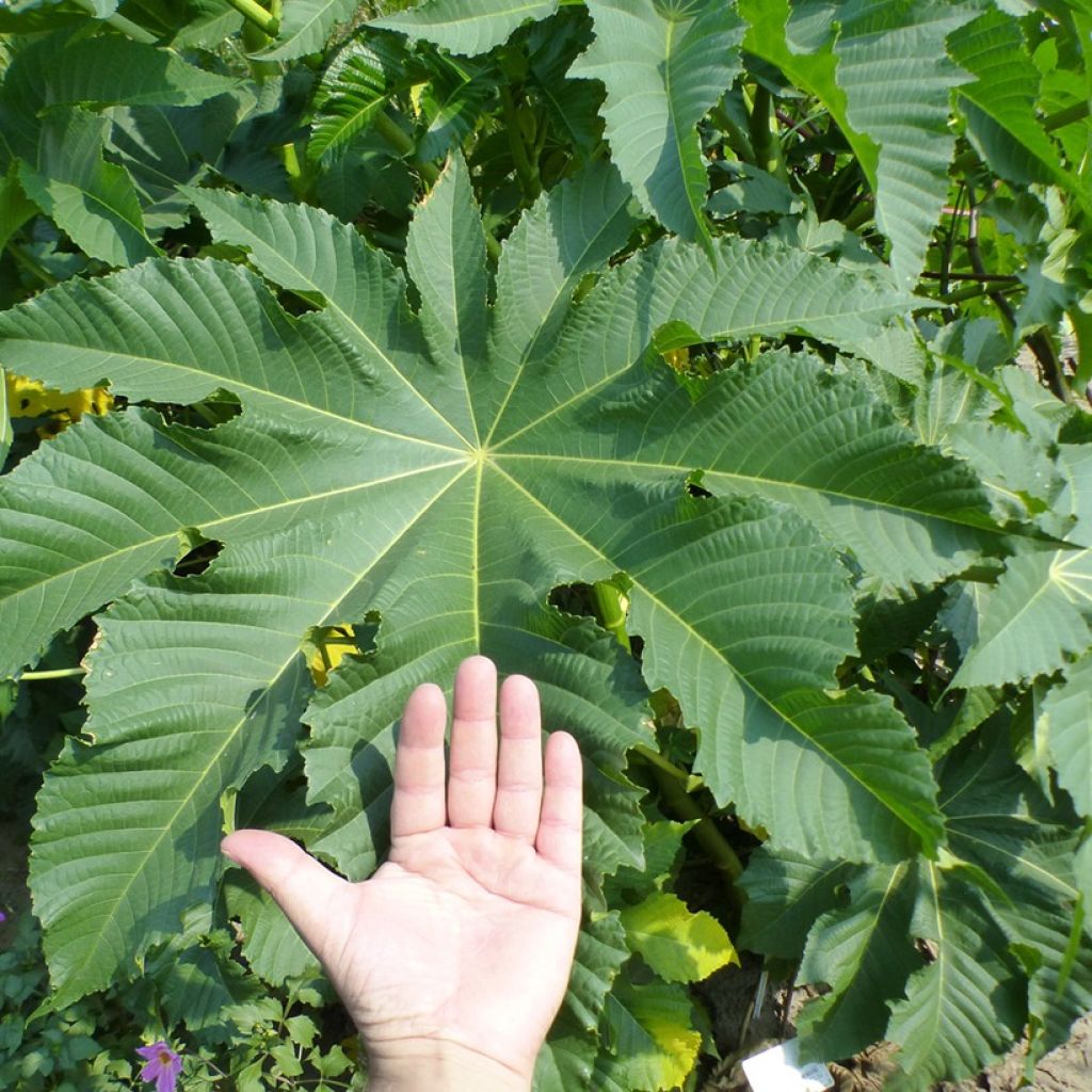 Ricino (semillas) - Ricinus communis