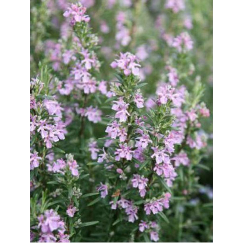 Romero Majorca Pink