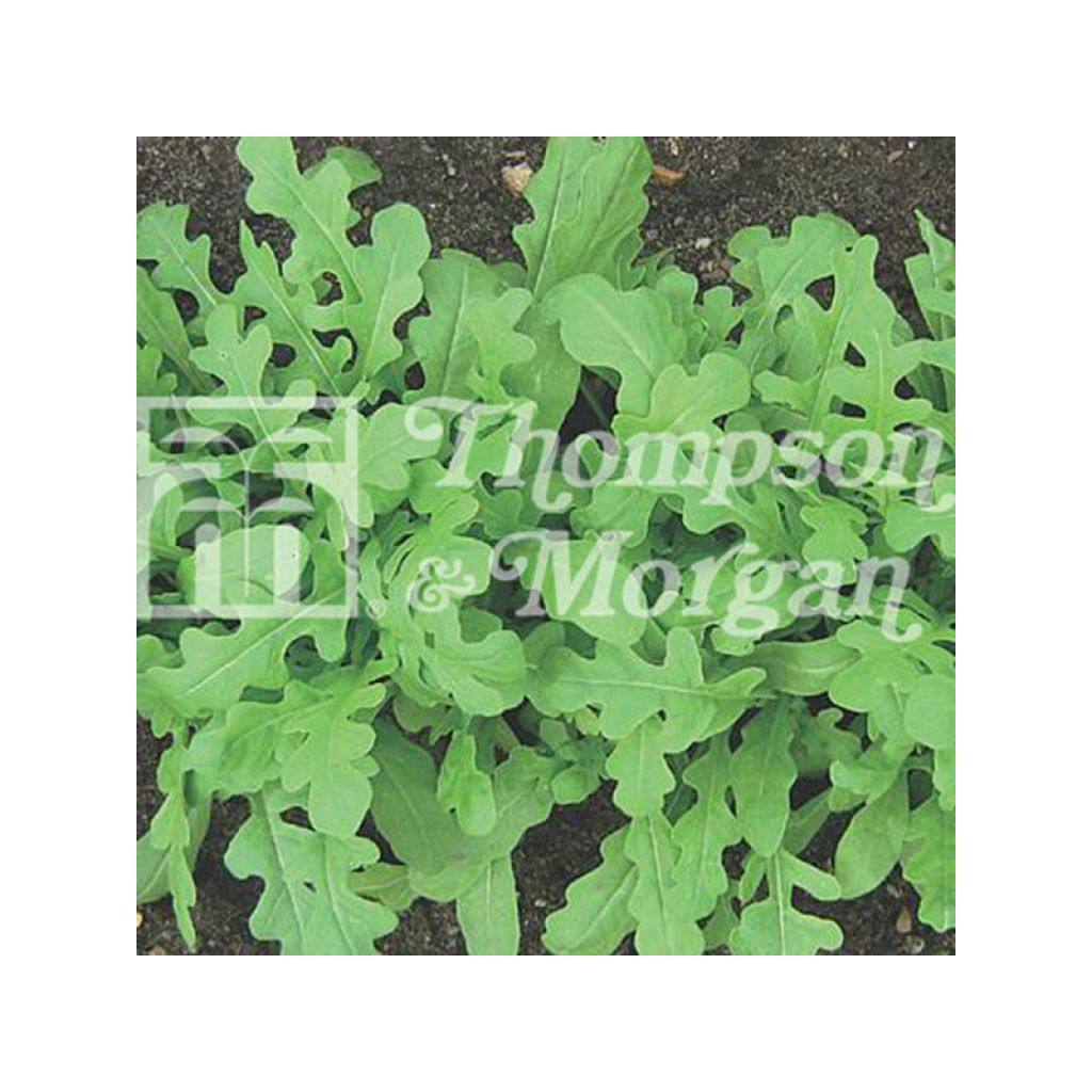Roquette Sweet Oakleaf