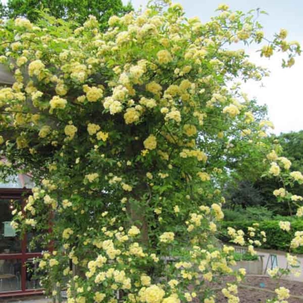 Rosa banksiae Lutea - Rosal de Banksia