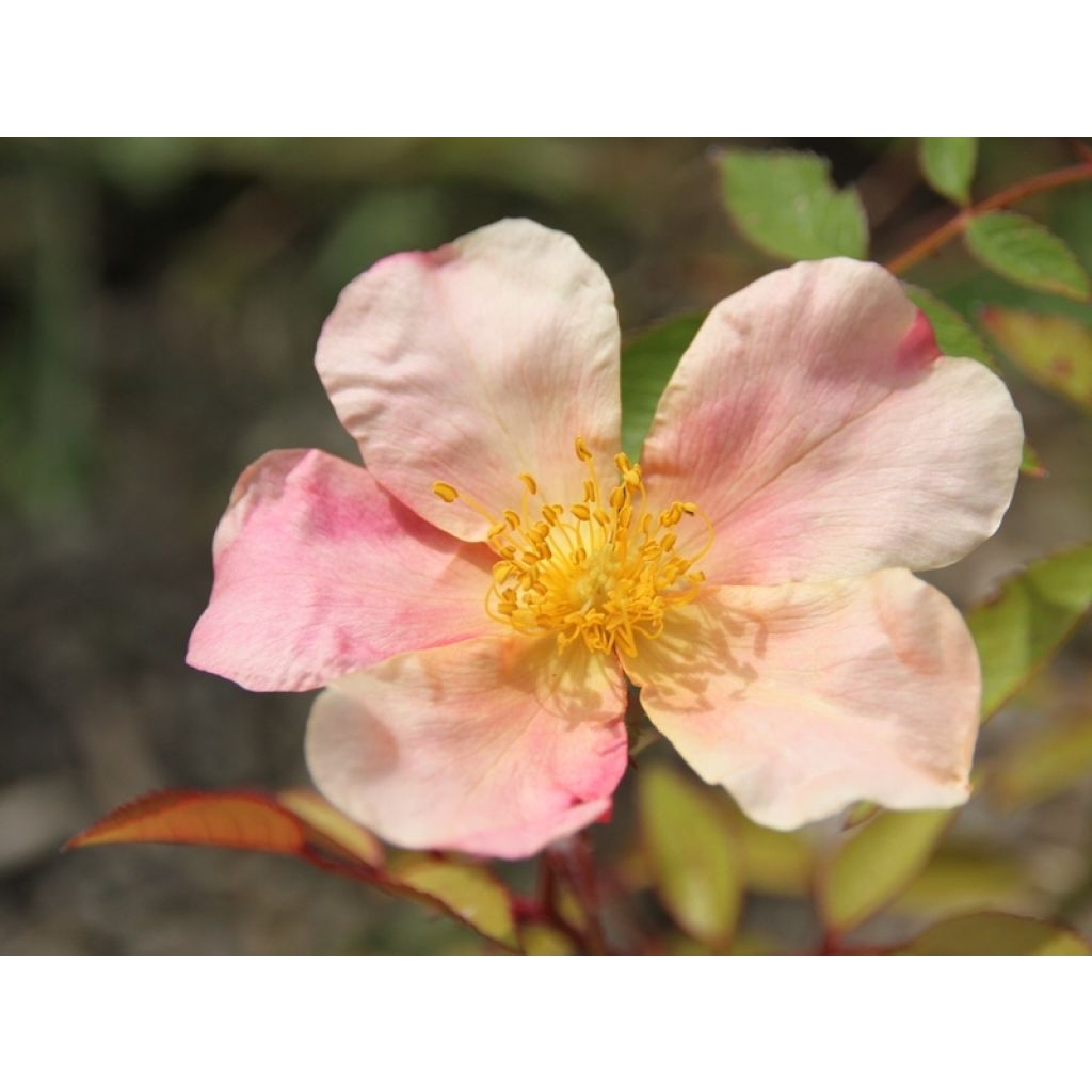 Rosa Mutabilis - Rosa china