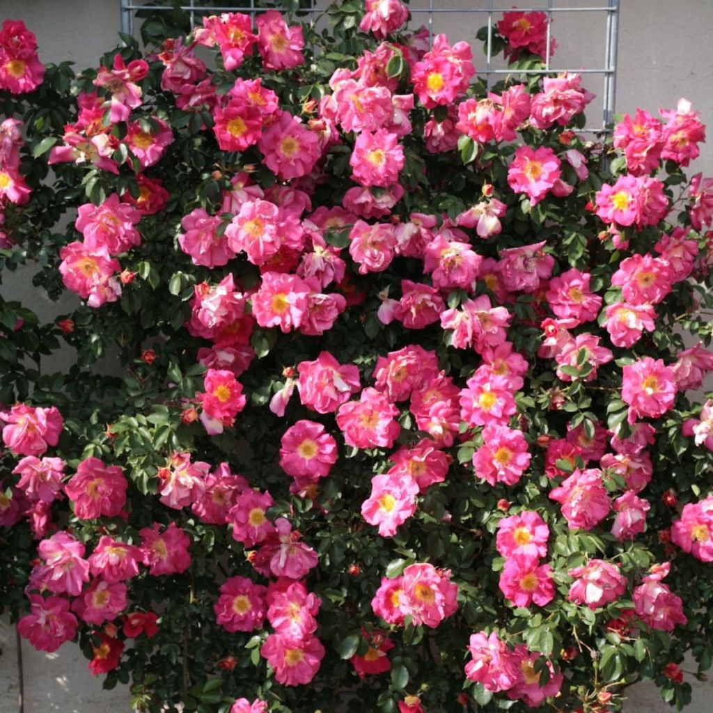 Rosal Climbing Max Bajazzo - Rosal trepador