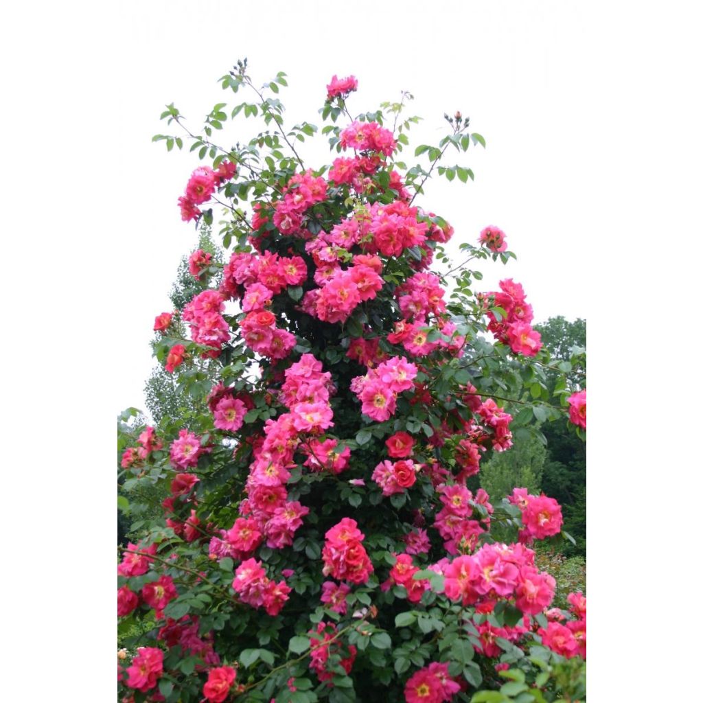 Rosal Climbing Max Bajazzo - Rosal trepador