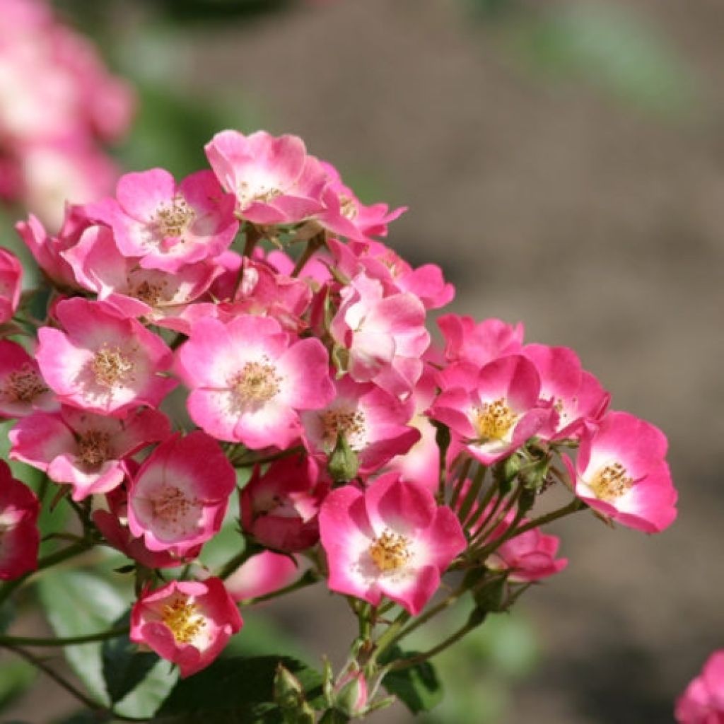 Rosal Rosalnatura Bicolore - Rosal paisajístico
