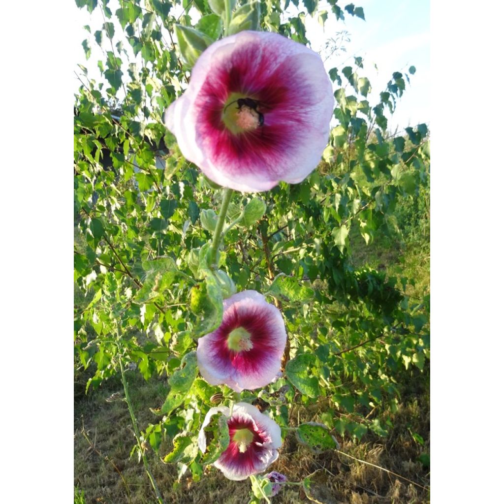 Alcea rosea Crème de cassis - Malva real