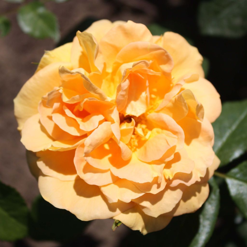 Rosal Bernstein Rose Taneitber